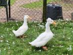 Te koop trio oudhollandse kuifeenden, Dieren en Toebehoren, Meerdere dieren, Eend
