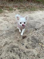 Lief vrolijk klein chihuahua pupje (teefje, 5,5 maand), Dieren en Toebehoren, Honden | Chihuahua's en Gezelschapshonden, 15 weken tot 1 jaar