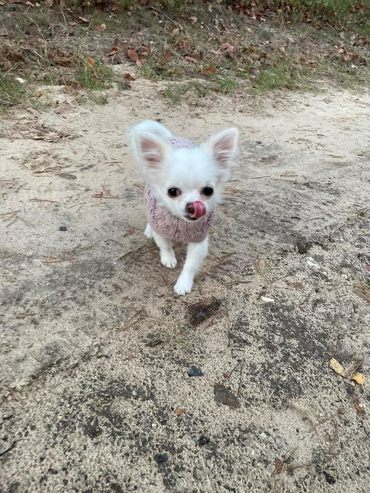 Lief vrolijk klein chihuahua pupje (teefje, 5,5 maand), Dieren en Toebehoren, Honden | Chihuahua's en Gezelschapshonden, Teef