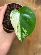Monstera deliciosa variegata plant mint halfmoon large albo, Huis en Inrichting, Kamerplanten, Ophalen of Verzenden, Halfschaduw
