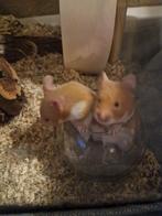 Baby goudhamsters te koop (20 euro), Dieren en Toebehoren, Knaagdieren, Hamster, Meerdere dieren, Tam, September