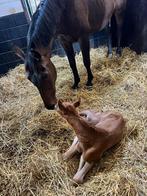Brave fokmerrie te koop, Dieren en Toebehoren, Paarden, Merrie, Springpaard, Gechipt, M