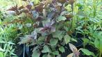 Euphatorium chocolade, Vaste plant, Halfschaduw, Zomer, Ophalen