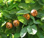 Laatste 2 Mispel halfstam (Mespilus germanica), Lente, Overige soorten, In pot, Ophalen of Verzenden