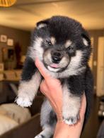 Shiba Inu pups met FCI stamboom, Dieren en Toebehoren, België, Particulier, Rabiës (hondsdolheid), 8 tot 15 weken