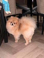 Pomeranian Dekreu (NIET TE KOOP), Dieren en Toebehoren, Particulier, Rabiës (hondsdolheid), 1 tot 2 jaar, Reu