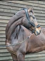 Superbraaf 7 jarig dressuurpaard te koop, Dieren en Toebehoren, Paarden, Ruin, Dressuurpaard, 3 tot 6 jaar