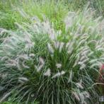Lampepoetsersgras Pennisetum 'Hameln', Ophalen, Volle zon, Vaste plant, Siergrassen