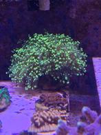 Druifjes Euphyllia koraal ultra green, Overige typen, Zoutwatervis
