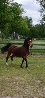 Mooie Welsh B pony, Dieren en Toebehoren, Pony's, Ruin, B pony (1.17m tot 1.27m), 11 jaar of ouder