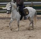 Mooie pony (merrie) te koop!, Dieren en Toebehoren, Pony's, Merrie, Recreatiepony