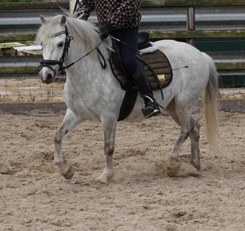 Mooie pony (merrie) te koop!, Dieren en Toebehoren, Pony's, Merrie, Recreatiepony