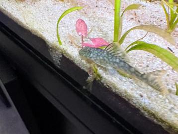 L106 Hemiancistrus Guahiborum beschikbaar voor biedingen