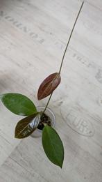 Hoya sp. Flores Island UT-039, Ophalen of Verzenden, Overige soorten, Minder dan 100 cm