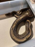 Koningspython Leopard Pinstripe 100% Piebald dame!, Slang, 3 tot 6 jaar