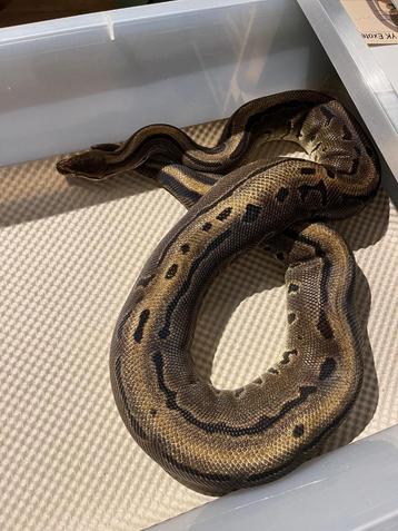 Koningspython Leopard Pinstripe 100% Piebald dame! beschikbaar voor biedingen