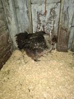 Jonge zijdehoender, Dieren en Toebehoren, Vrouwelijk, Kip