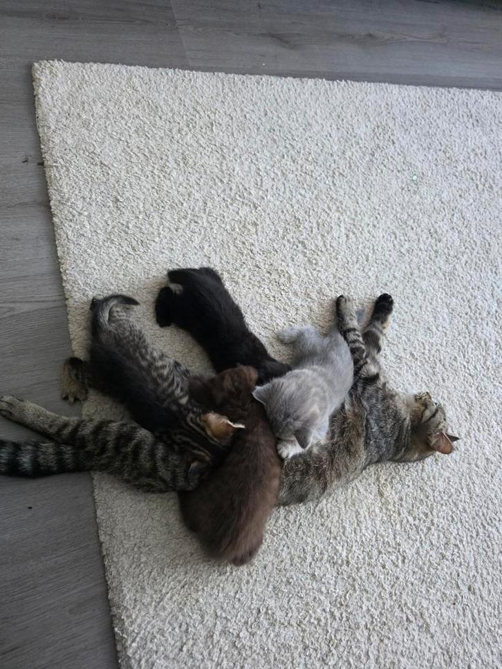 Britse kort haar kittens, Dieren en Toebehoren, Katten en Kittens | Raskatten | Korthaar, Meerdere dieren, 0 tot 2 jaar, Ontwormd