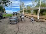 Bokje en geitje, Meerdere dieren, Geit