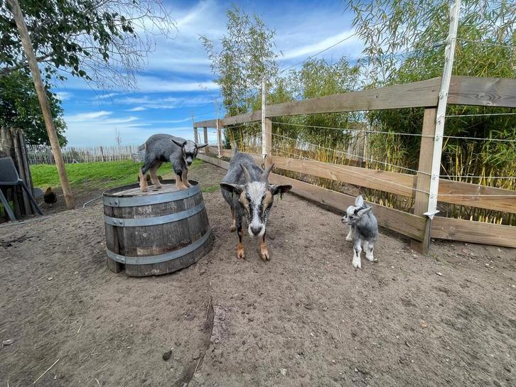 Bokje en geitje, Dieren en Toebehoren, Schapen, Geiten en Varkens, Geit, Meerdere dieren
