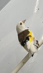 Major Putters 2023 Pop, Dieren en Toebehoren, Vogels | Overige Vogels, Meerdere dieren, Wildzangvogel