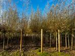 Knotwilgen te koop, dikke maten, verschillende hoogtes. Knot, Tuin en Terras, Planten | Bomen, Ophalen of Verzenden, Volle zon