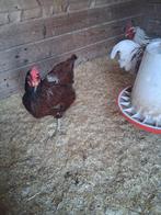 Broedeieren van onze mooie barnevelders, Dieren en Toebehoren, Pluimvee, Meerdere dieren, Kip