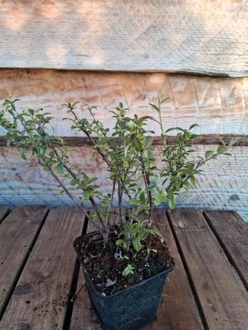 Te koop Cotoneaster 30 stuks  beschikbaar voor biedingen