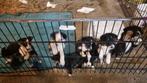 Border collie puppies met stambooom, Augustus, Meerdere dieren