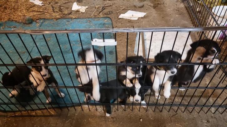 Border collie puppies met stambooom, Dieren en Toebehoren, Overige Dieren, Meerdere dieren, Augustus