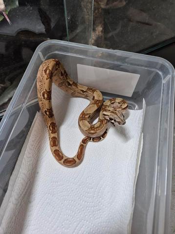 1.1 Boa constrictor imperator salmon nakweek beschikbaar voor biedingen