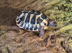 Griekse man, Dieren en Toebehoren, Reptielen en Amfibieën
