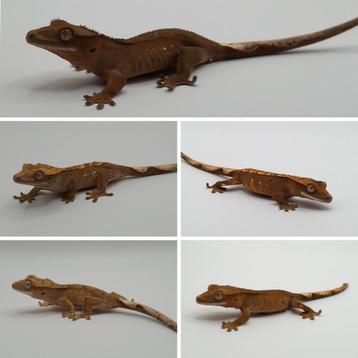 5x jonge wimpergekko's/crested geckos (verschillende ouders) beschikbaar voor biedingen