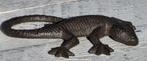 GEKKO / gietijzer, Tuin en Terras, Dierenbeeld, Metaal, Info@huisentuindecoratiemarie.nl, Huis en tuin decoratie marie