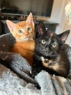 Kittens blauw rus britse/ Europese korthaar, Meerdere dieren, Kortharig, 0 tot 2 jaar