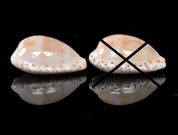 Schelpen: Cypraea piperita f. bicolor 19,8-20mm - Per stuk, Verzamelen, Mineralen en Fossielen, Schelp(en), Ophalen of Verzenden