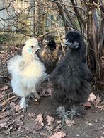 Mooie zijdehoen haantjes, Mannelijk, Kip