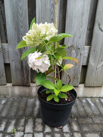 Hortensia met witte bloemen H 54cm B 25 cm beschikbaar voor biedingen