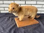 Taxidermie, opgezette vos welp, Verzamelen, Ophalen of Verzenden, Gebruikt, Wild dier, Opgezet dier