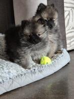 Pomsky pups, Dieren en Toebehoren, Poolhond, Meerdere, Meerdere dieren, Nederland