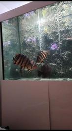 Groot aquarium te koop (1000+ liter), Dieren en Toebehoren, Vissen | Aquaria en Toebehoren, Ophalen, Zo goed als nieuw, Leeg aquarium