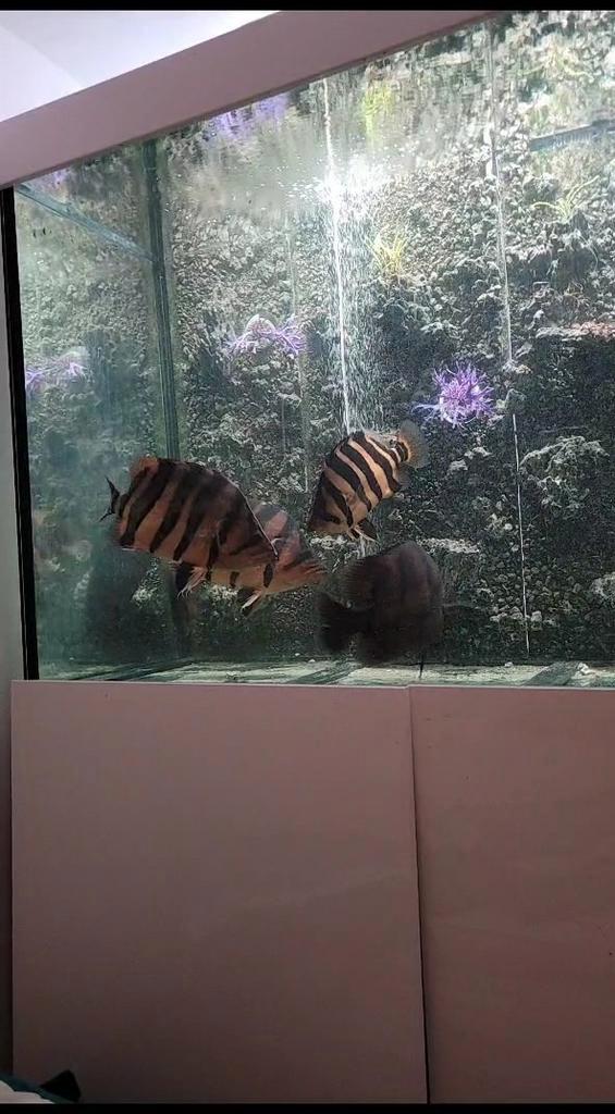 Groot aquarium te koop (1000+ liter), Dieren en Toebehoren, Vissen | Aquaria en Toebehoren, Zo goed als nieuw, Leeg aquarium, Ophalen
