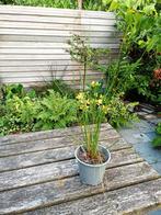 Siergras in pot, Ophalen, Siergrassen