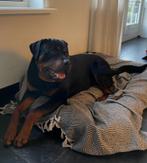 Rottweiler reutje zoekt nieuw baasje, Rabiës (hondsdolheid), 1 tot 2 jaar, Eén hond, Nederland