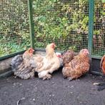 3 Fantastische Cochin kriel hennen cochins buff porselein en, Vrouwelijk, Kip