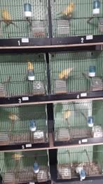 Kanaries te Koop, Dieren en Toebehoren, Vogels | Kanaries, Meerdere dieren, Kleurkanarie