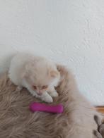 Pomeriaan/dwergkeesjes, België, 8 tot 15 weken, Meerdere, Meerdere dieren