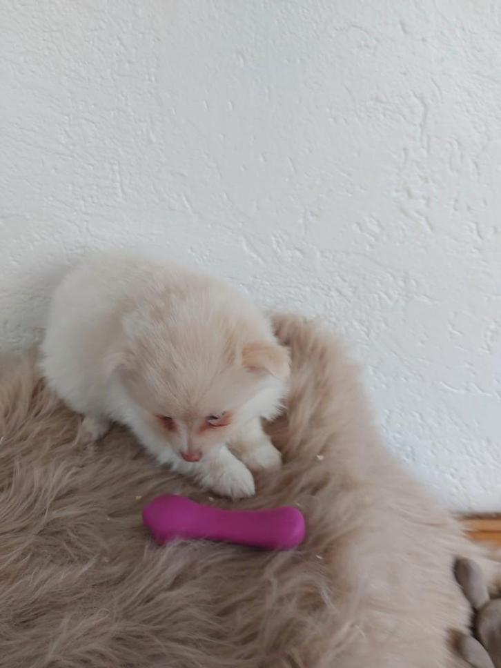 Pomeriaan/dwergkeesjes, Dieren en Toebehoren, Honden | Poolhonden, Keeshonden en Oertypen, Meerdere dieren, Keeshond, Fokker | Professioneel