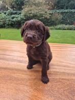 Duitse Staande Langhaar Puppy's met Stamboom, Dieren en Toebehoren, Honden | Setters en Staande honden, Duitse Staande hond, Rabiës (hondsdolheid)