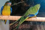 Turquasine parkieten diverse koppels., Meerdere dieren, Parkiet